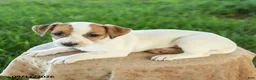 Jack Russell Terrier dogs for sale: Penny - Ad 2