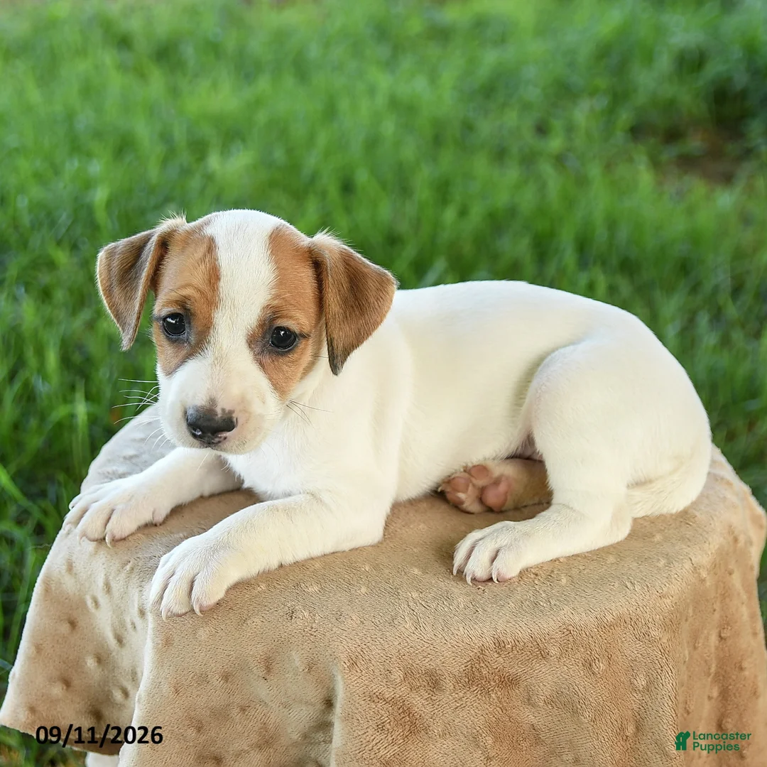 Jack Russell Terrier dogs for sale: Penny - Ad 2