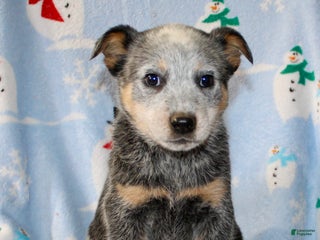 Australian Cattle Dog dogs - Ad 11