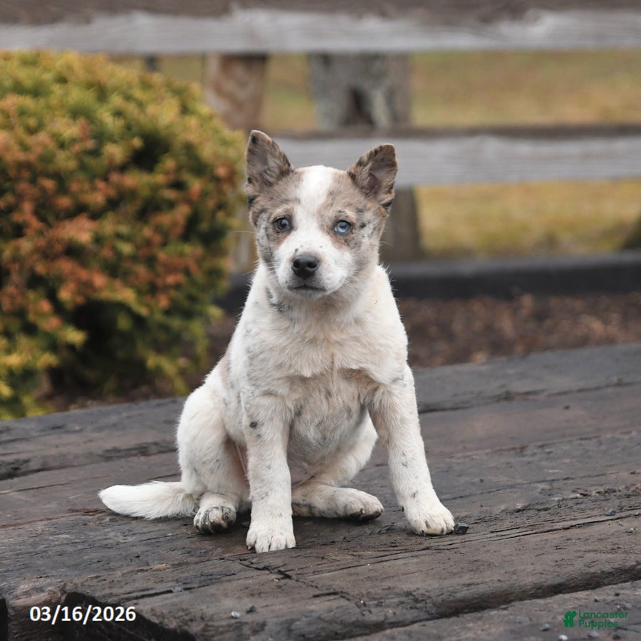 Mixed Breed dogs Daphne - Ad 2