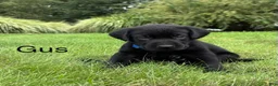 Labrador Retriever dogs for sale: Gus - Ad 6