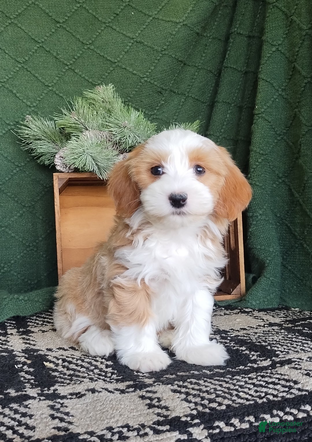 Havanese dogs for sale: Amber  - Ad 4