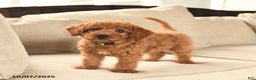 Miniature Labradoodle dogs for sale: Rusty - Ad 10