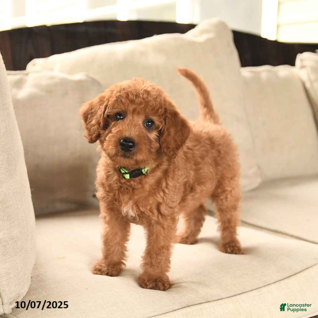 Miniature Labradoodle dogs for sale: Rusty - Ad 10