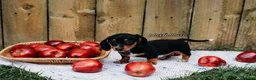 Miniature Dachshund dogs for sale: DNA Clear Black & Tan Piebald Smooth Coat Dachshund Puppy - Ad 7