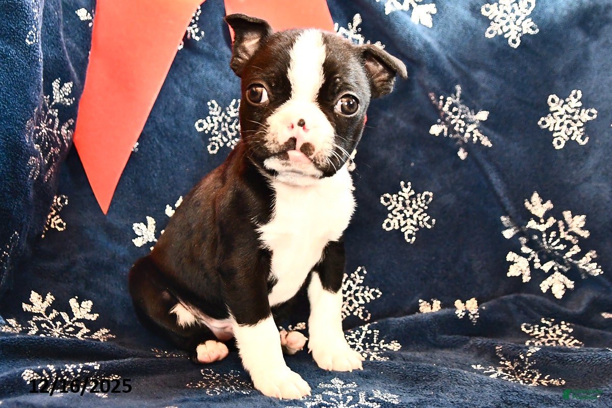 Boston Terrier dogs Cody  - Ad 15