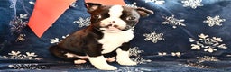 Boston Terrier dogs for sale: Cody  - Ad 1