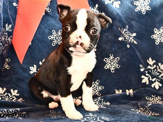 Boston Terrier dogs Cody - Ad 41