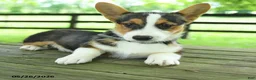 Welsh Corgi Pembroke dogs for sale: Samson - Ad 4