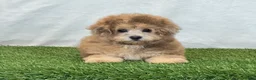 Bichpoo dogs for sale: Kira - Ad 12