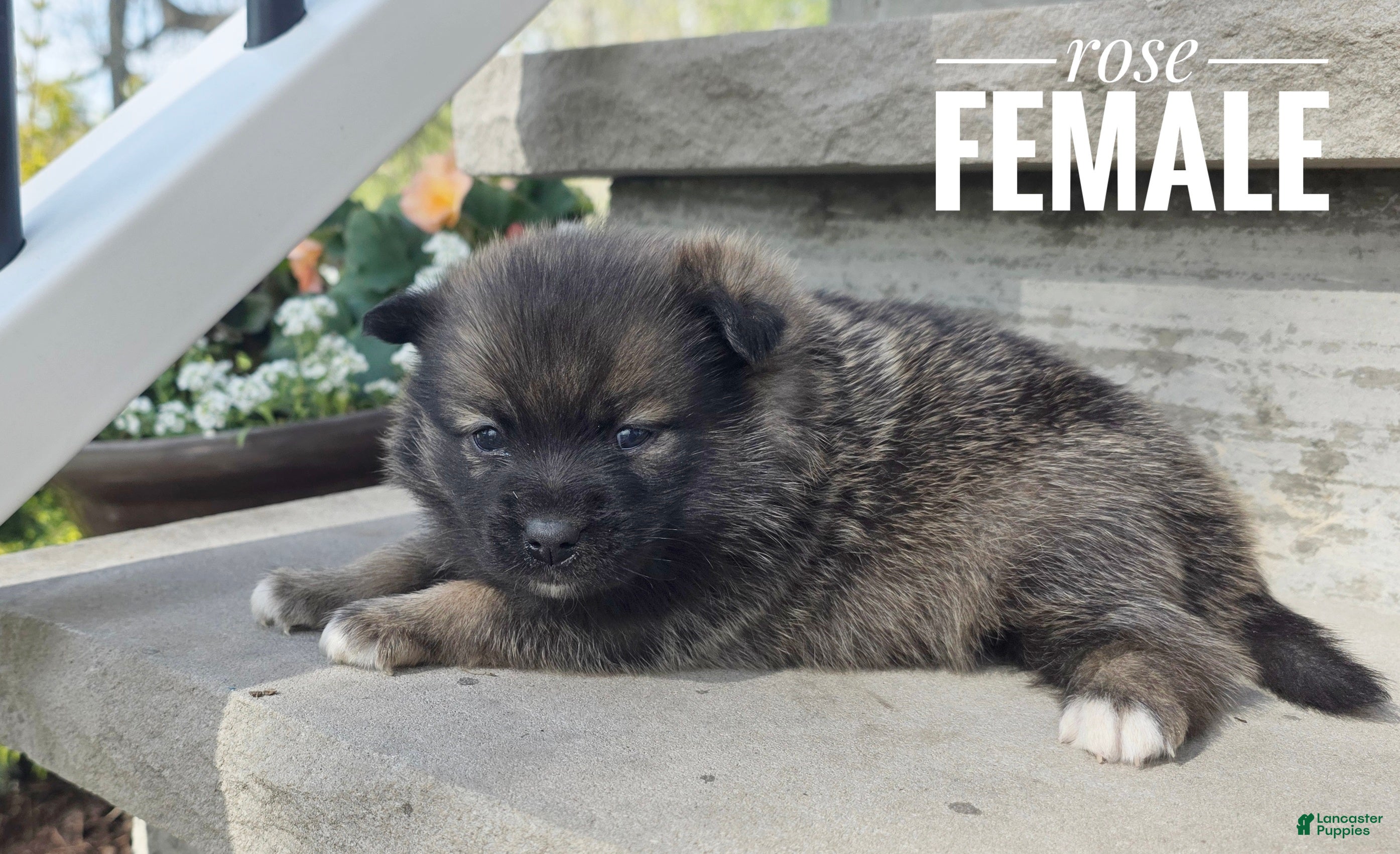 Pomsky dogs Rose - Ad 2