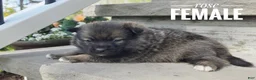 Pomsky dogs for sale: Rose - Ad 2