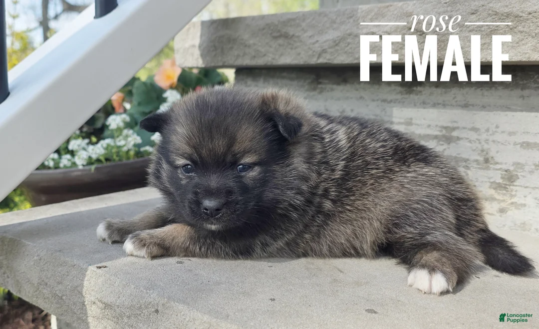 Pomsky dogs for sale: Rose - Ad 2
