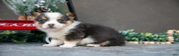 Welsh Corgi Pembroke dogs for sale: Charlotte - Ad 2