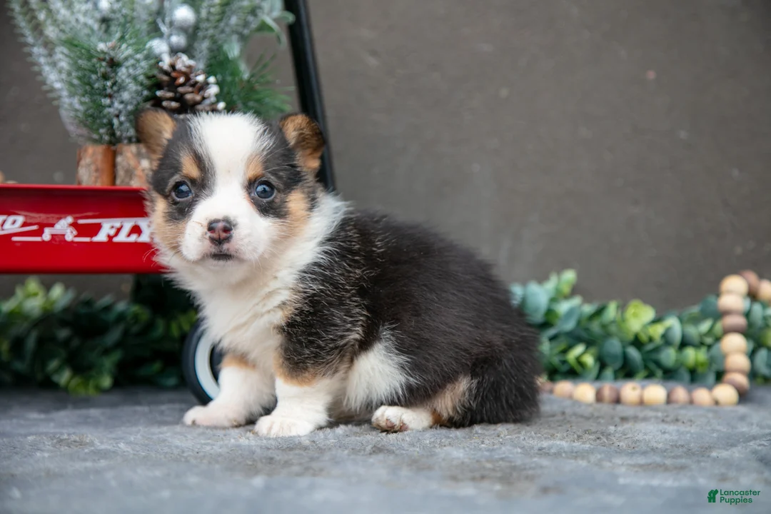 Welsh Corgi Pembroke dogs for sale: Charlotte - Ad 2
