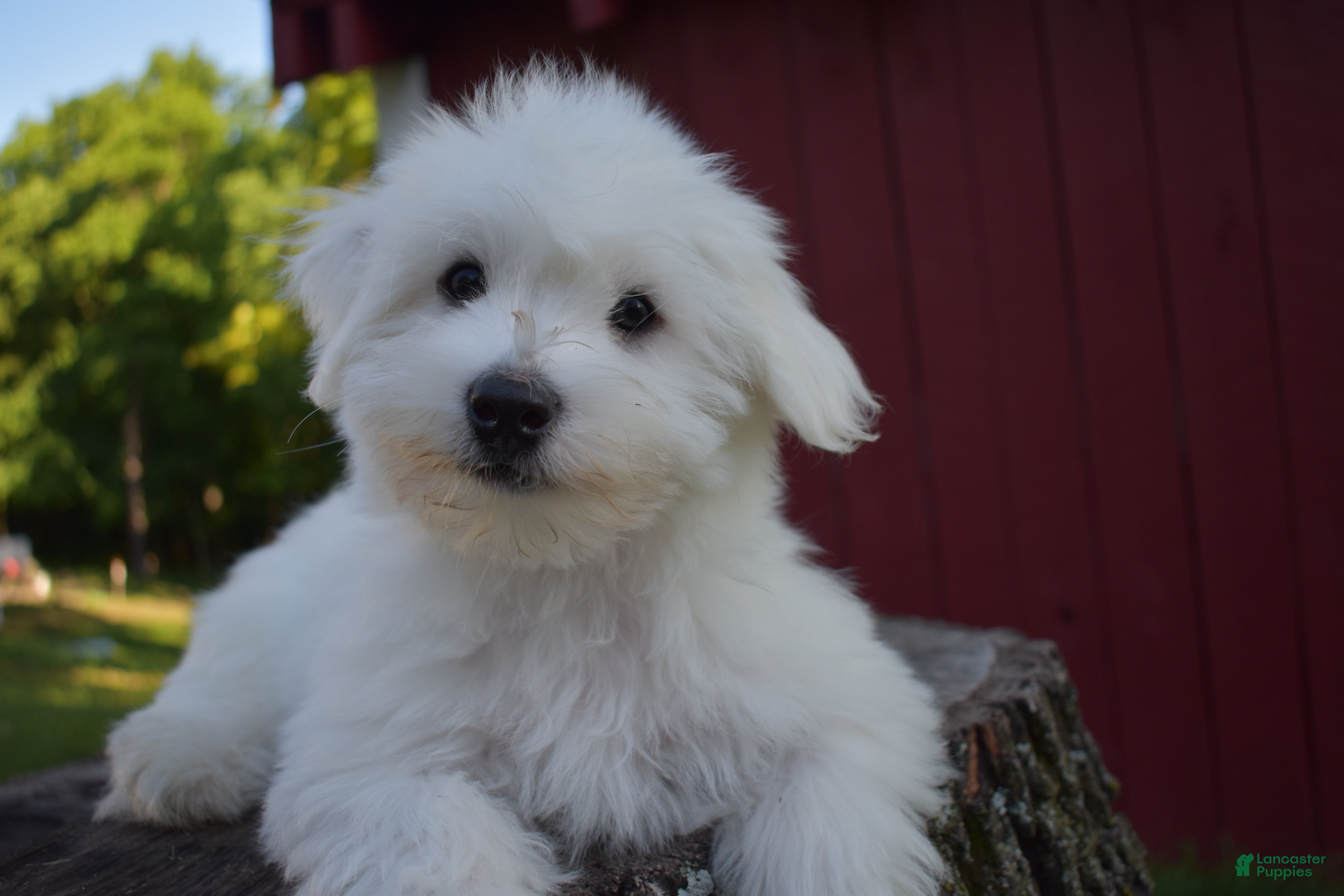 Maltese dogs  Justin  - Ad 2