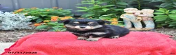 Mixed Breed dogs for sale: Allie - Ad 4