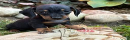Dachshund dogs for sale: Reiley - Ad 2