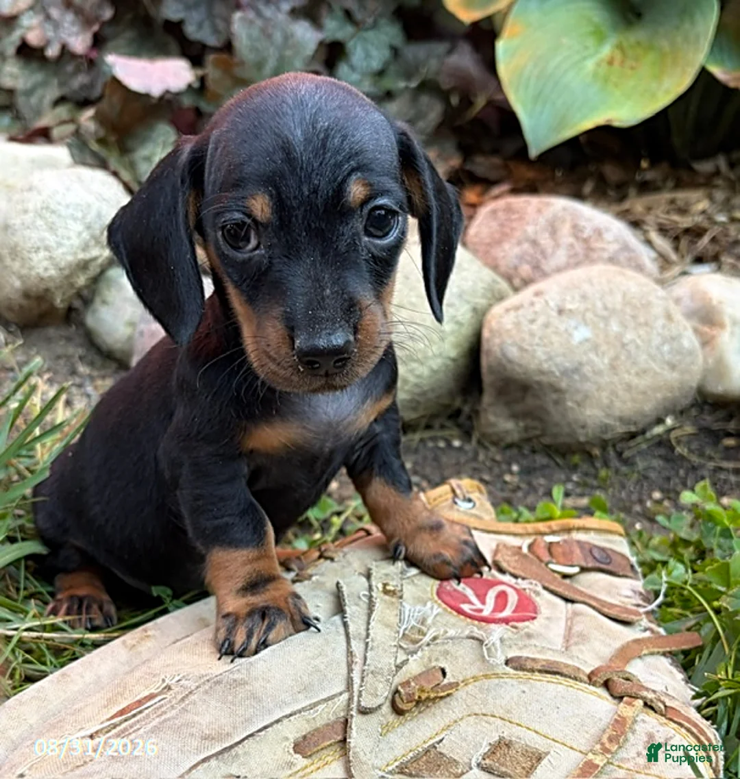 Dachshund dogs for sale: Reiley - Ad 2
