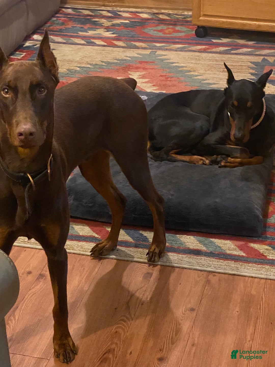 Gallery Image {{count}}