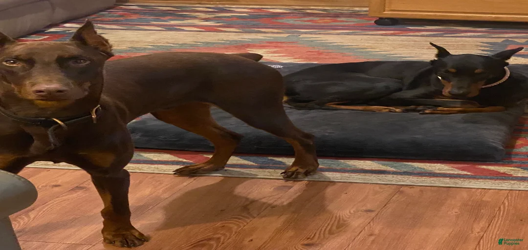 Gallery Image {{count}}