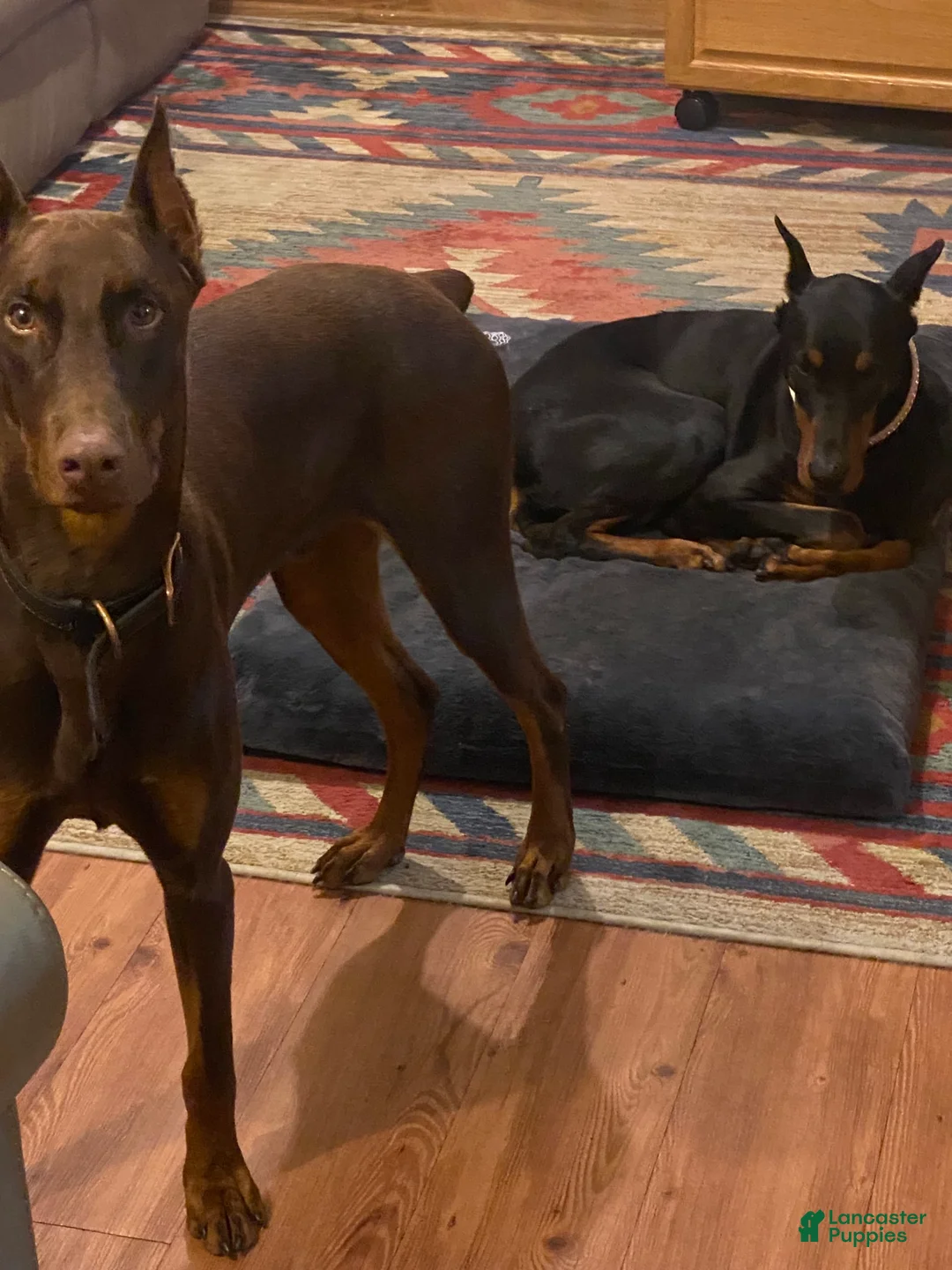 Gallery Image {{count}}