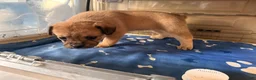 French Bulldog dogs for sale: FluffyFrench Bulldog 4 - Ad 3