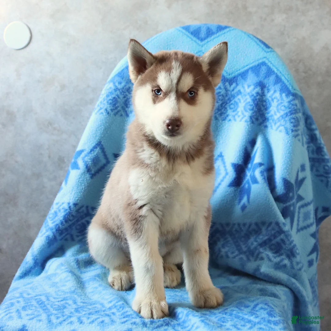 Siberian Husky dogs for sale: Talia - Ad 2