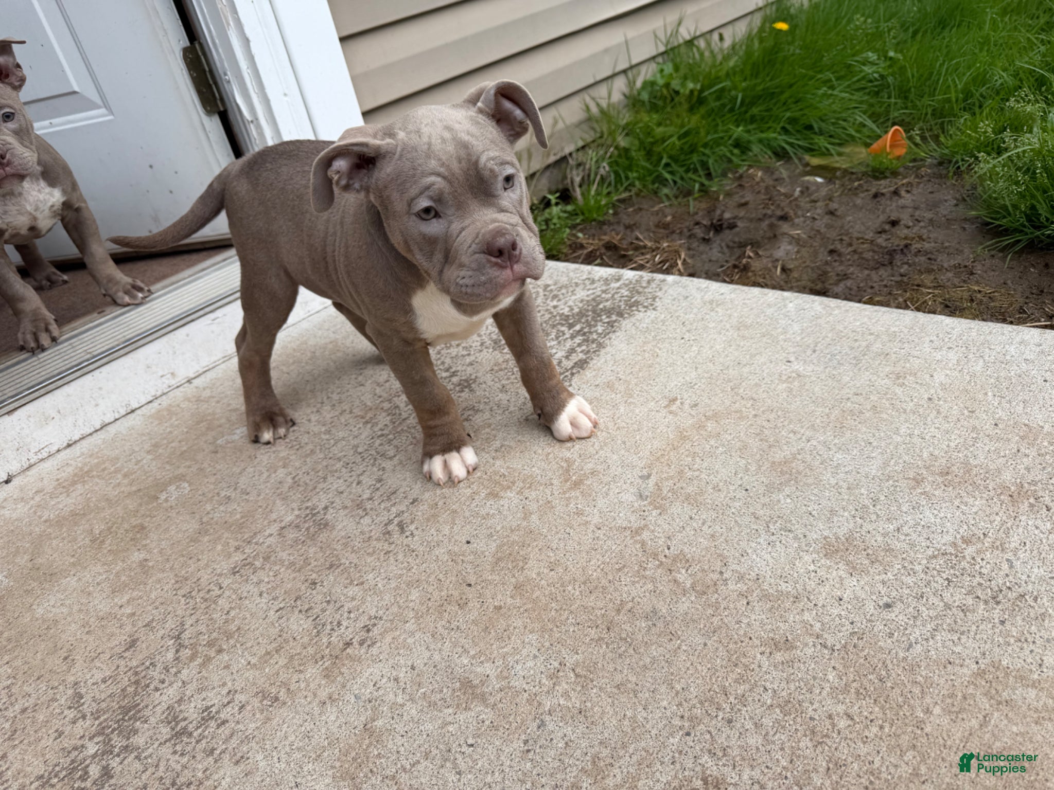 Mixed Breed dogs for sale: Mixed Breed Puppy 1 - Ad 3