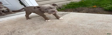 Mixed Breed Puppy 1