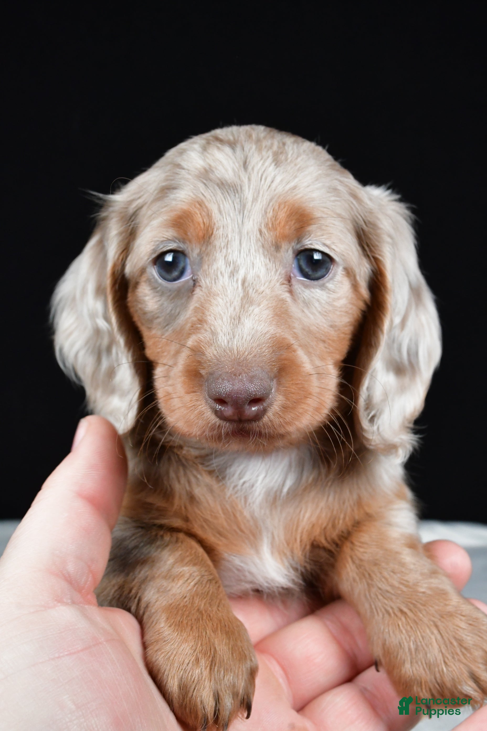 Miniature Dachshund dogs Bella - Ad 2