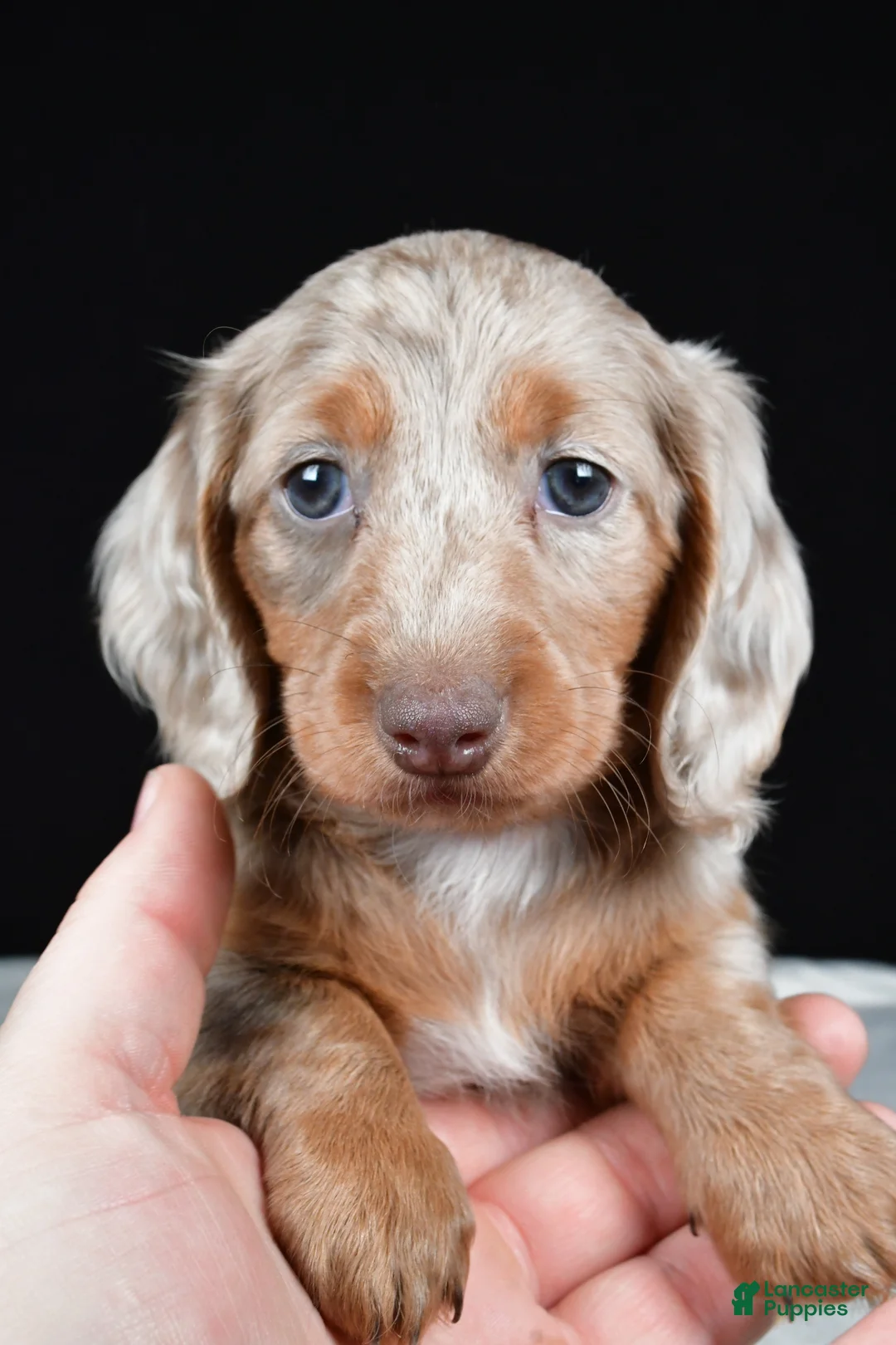 Miniature Dachshund dogs for sale: Bella - Ad 2