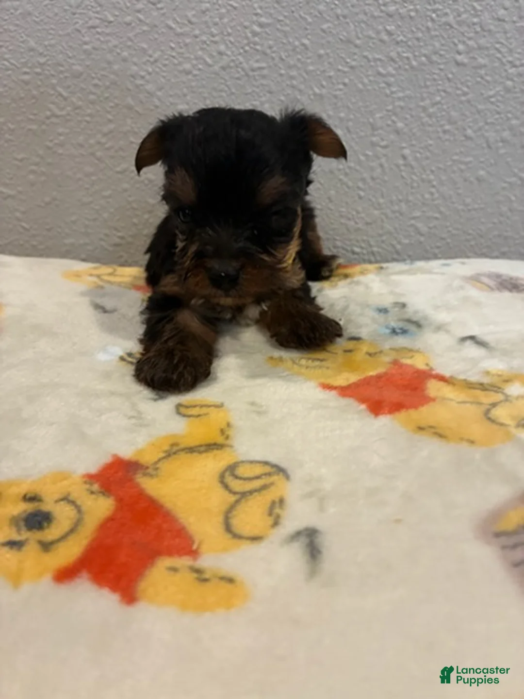 Yorkshire Terrier dogs for sale: Boy 3 - Ad 5