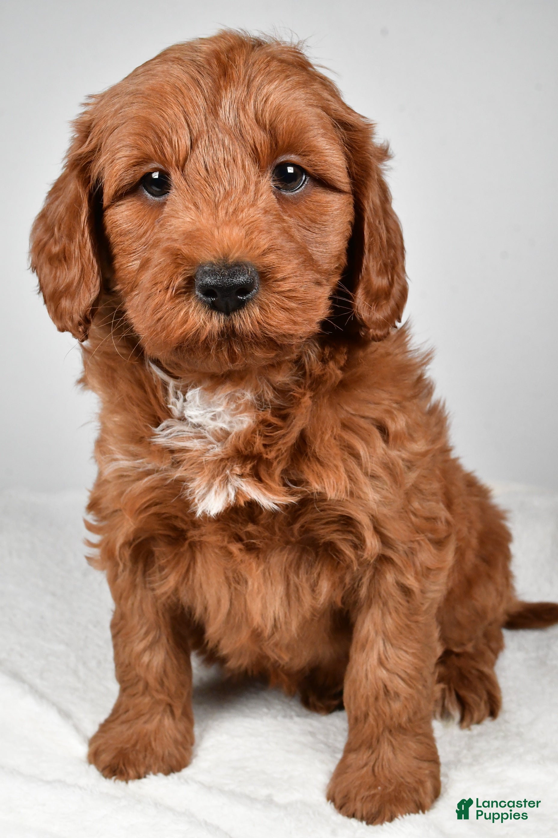 Mini Goldendoodle dogs Nicholas - Ad 16