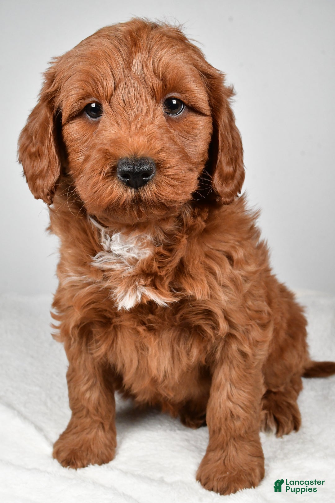 Mini Goldendoodle dogs for sale: Nicholas - Ad 1