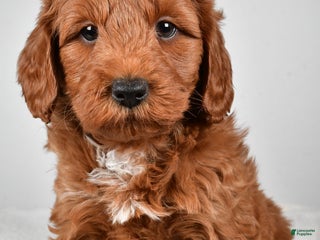 Mini Goldendoodle dogs Nicholas - Ad 6