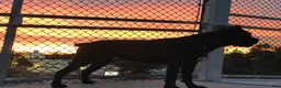 Cane Corso dogs for sale: Monte Carlo  - Ad 42