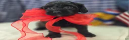 Cockapoo dogs for sale: Tinkerbell - Ad 11