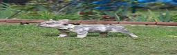 French Bulldog dogs for sale: Lucy - Ad 4