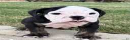 English Bulldog dogs for sale: PANDA - English Bulldog 2 - Ad 5