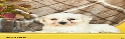 Maltipoo dogs for sale: Sky    - Ad 5