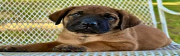 English Mastiff dogs for sale: Adrian (Purple) - Ad 14