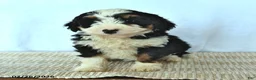 Mini Bernedoodle dogs for sale: Diamond - Ad 4