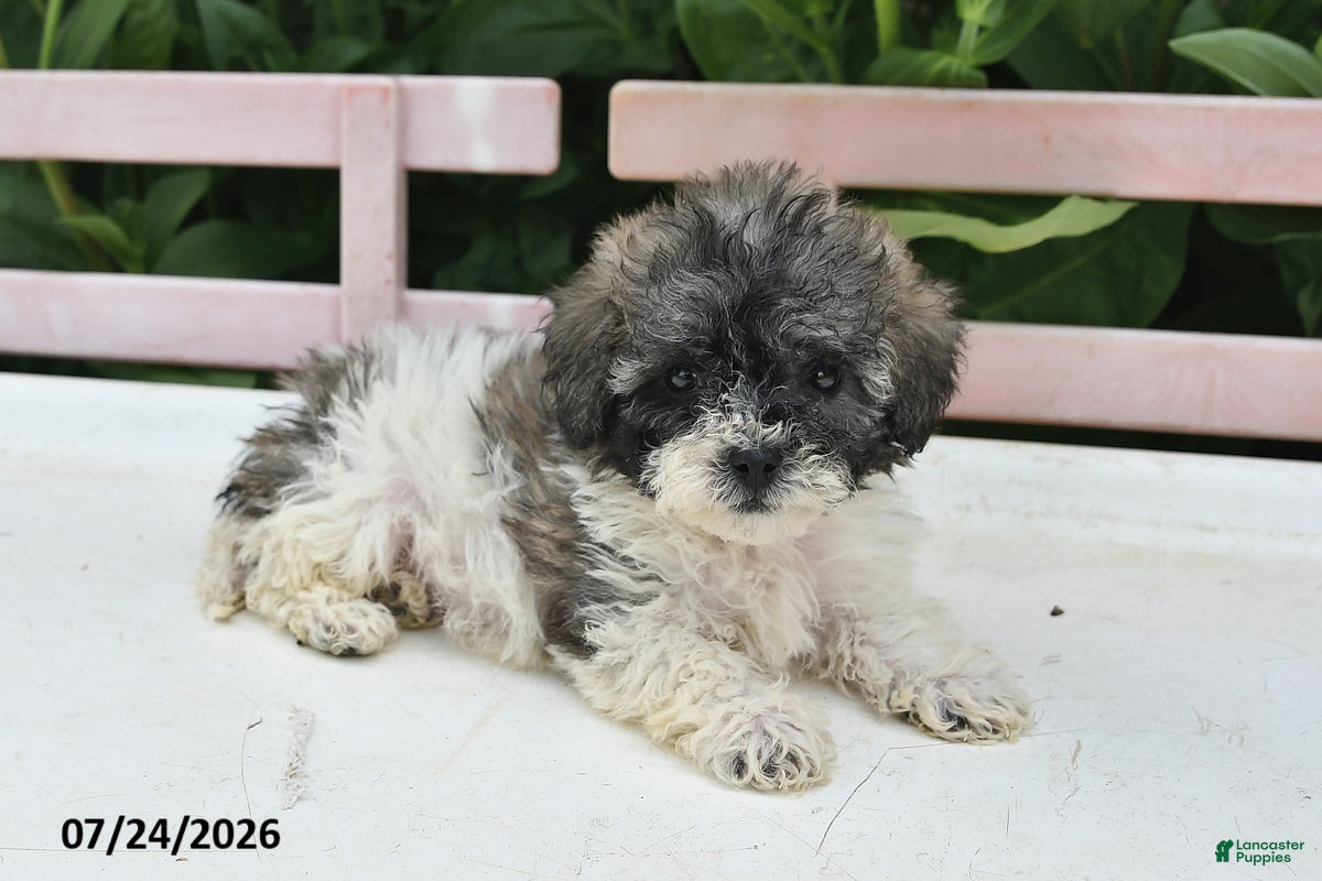 Teddy Bear dogs Asher - Ad 2