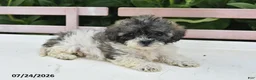 Teddy Bear dogs for sale: Asher - Ad 2