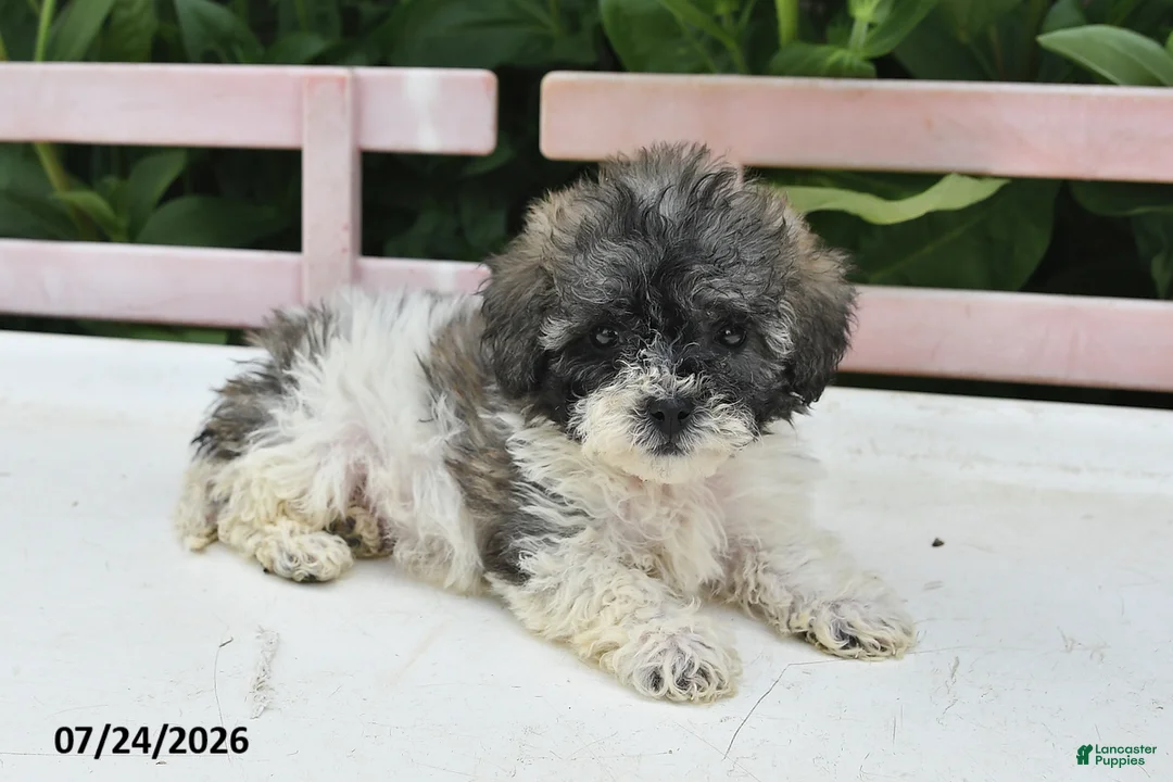 Teddy Bear dogs for sale: Asher - Ad 2