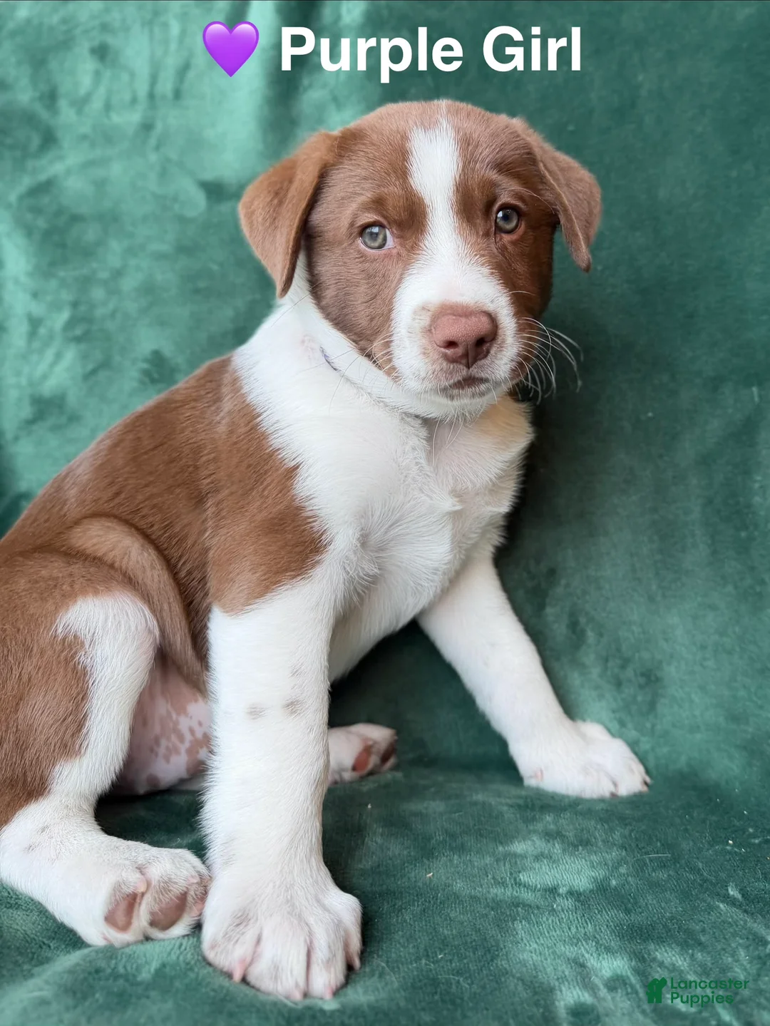 Mixed Breed dogs for sale: Purple - Ad 2