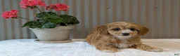 Cavapoo dogs for sale: Cavapoo Puppy 1 - Ad 10