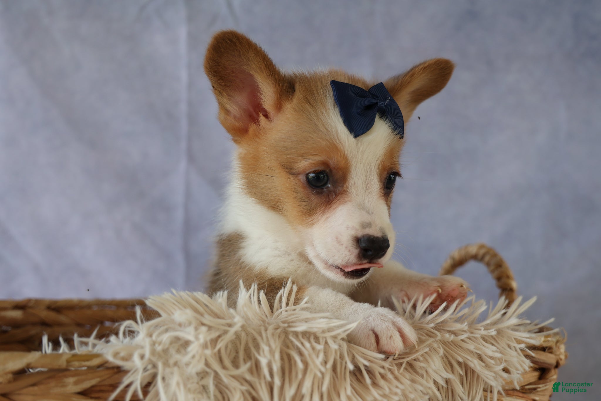 Welsh Corgi Pembroke dogs Zander 🐾 - Ad 2