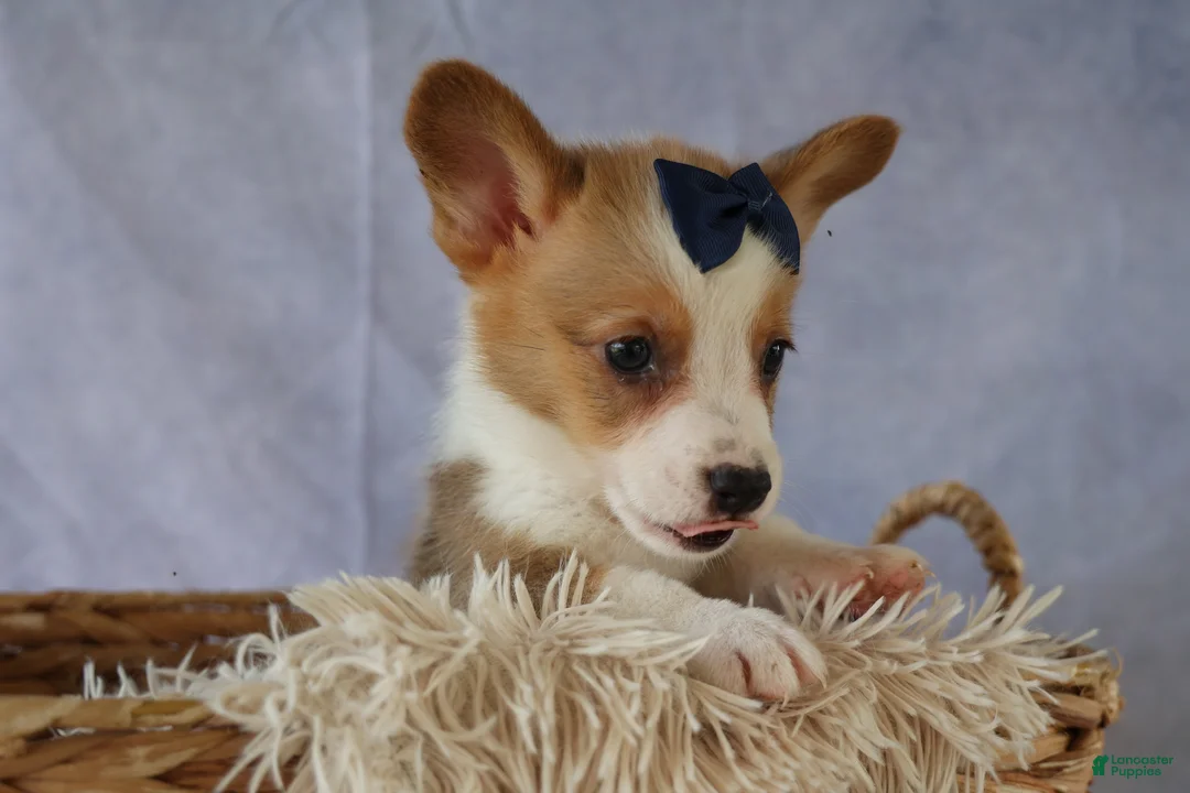 Welsh Corgi Pembroke dogs for sale: Zander 🐾 - Ad 2